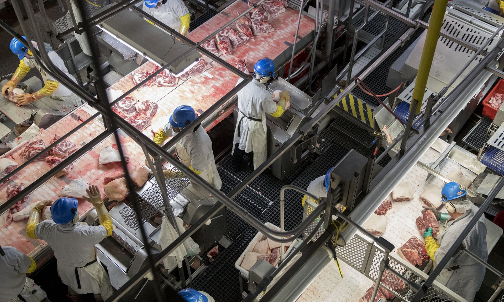 Pandemic as symptom COVID19 and humananimal relations under